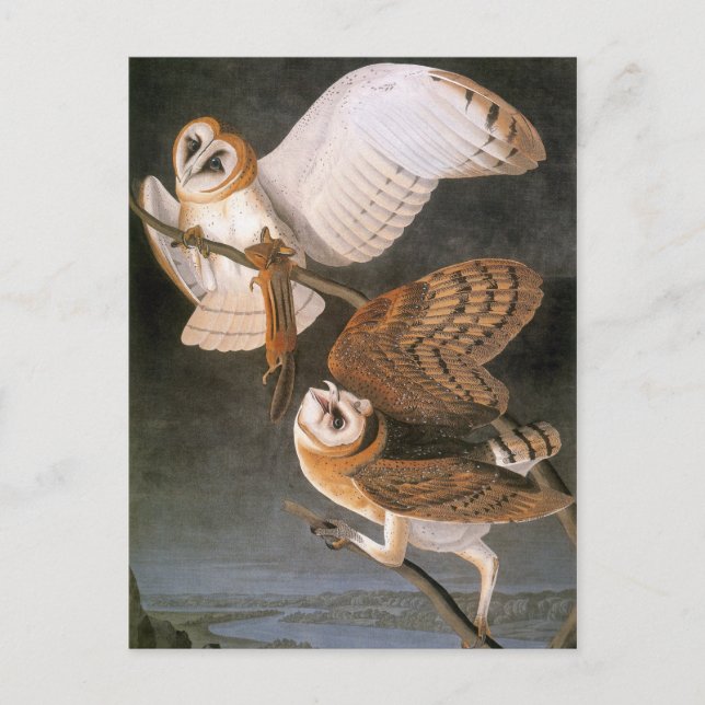 Cartão Postal Audubon: Barn Owl (Frente)