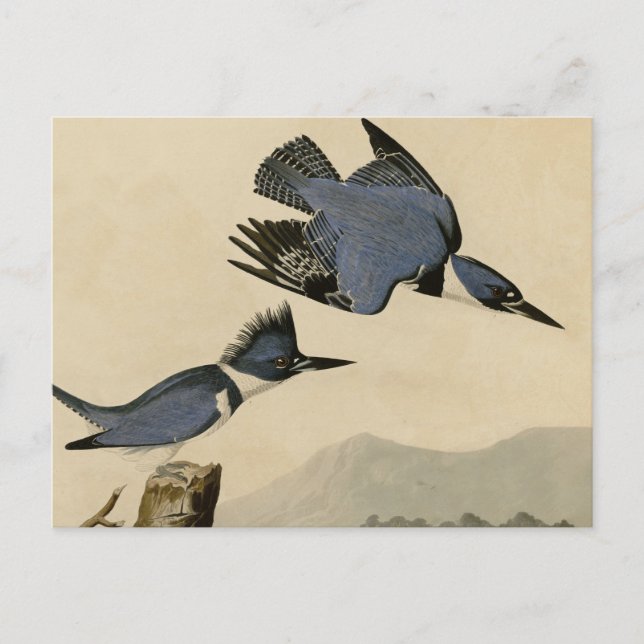 Cartão Postal Audubon Belfisher Kingfisher Wildlife Bird (Frente)