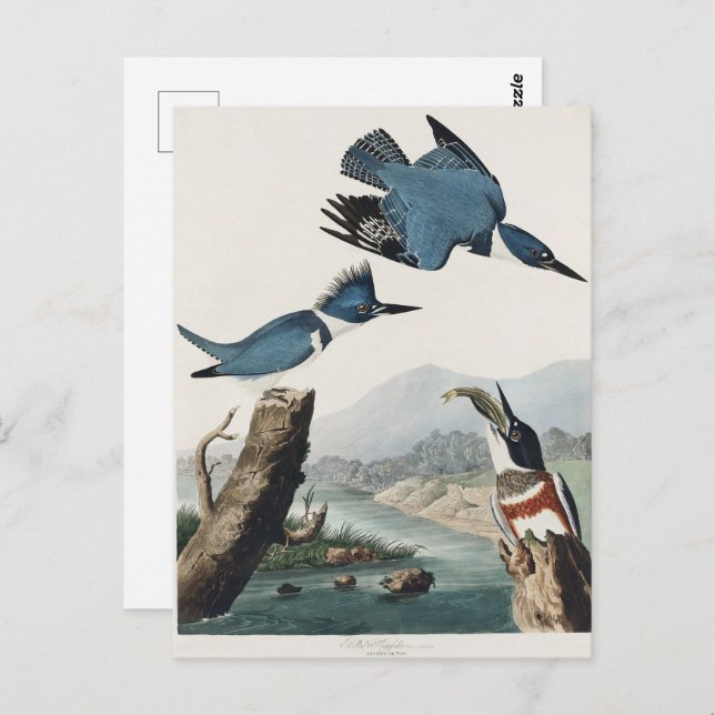 Cartão Postal Audubon Belga Kingfisher Wildlife Bird Painting (Frente/Verso)