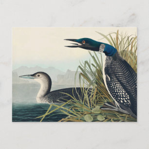 Cartão Postal Audubon Bird Loon Diver Classic