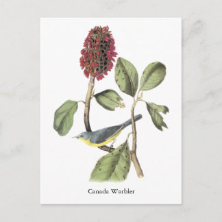 Cartão Postal Audubon Canada Warbler