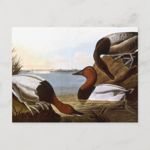 Cartão Postal Audubon: Canvasback