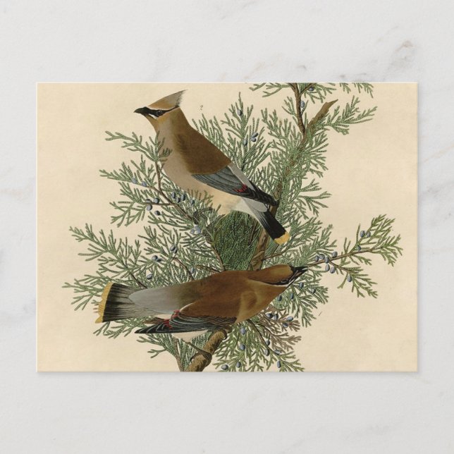 Cartão Postal Audubon Cedar Waxwing Bird (Frente)