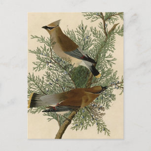 Cartão Postal Audubon Cedar Waxwing Bird