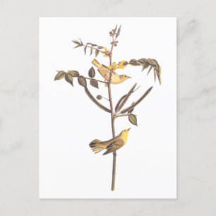 Cartão Postal Audubon Children's Warbler Songbird