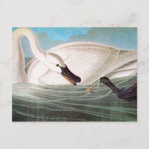 Cartão Postal Audubon: Cisne de Trompeter