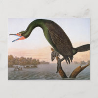 Audubon: Cormorante Duplo Detido