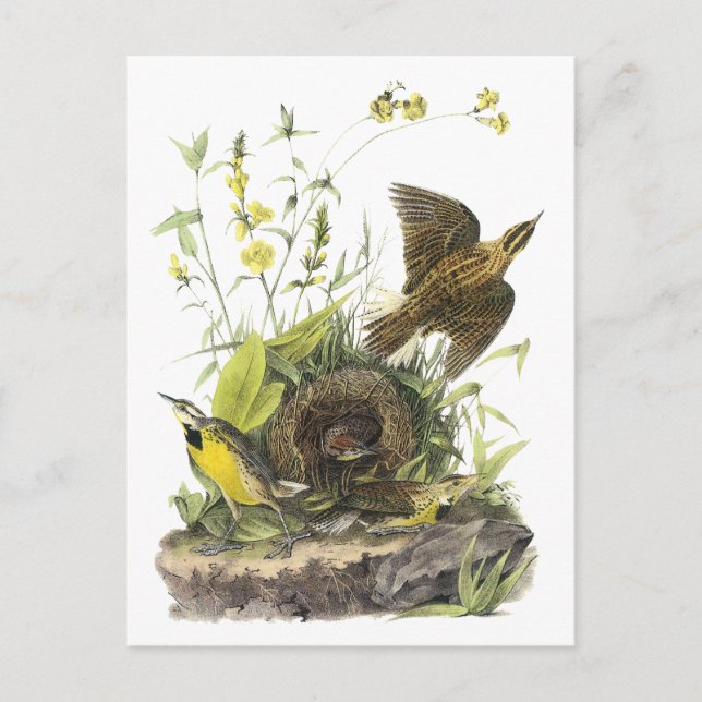 Cartão Postal Audubon East Meadowlard (Frente)