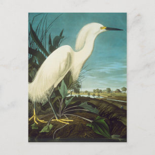 Cartão Postal Audubon: Egret