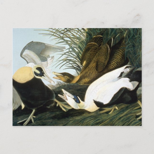 Cartão Postal Audubon: Eider Duck (Frente)