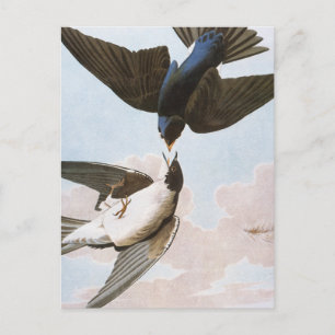 Cartão Postal Audubon: Engolir Árvore