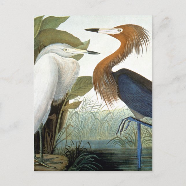 Cartão Postal Audubon: Erva-avermelhada Ou Herão-Roxo (Frente)