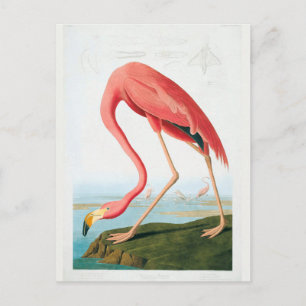 Cartão Postal Audubon Flamingo