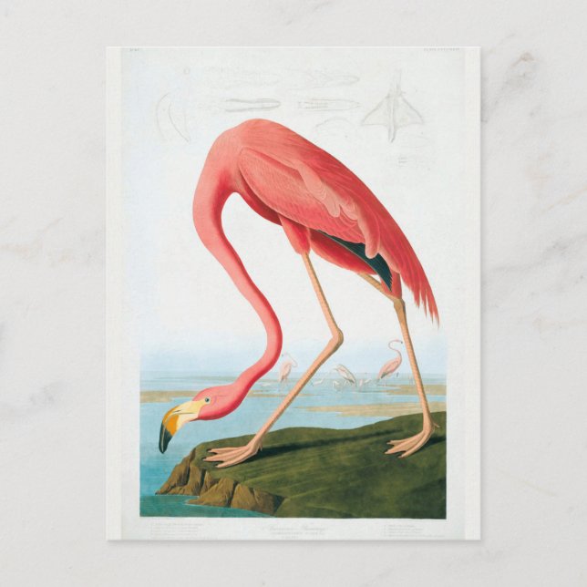 Cartão Postal Audubon Flamingo (Frente)