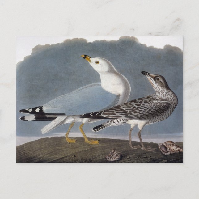 Cartão Postal Audubon: Gaivota com anel (Frente)
