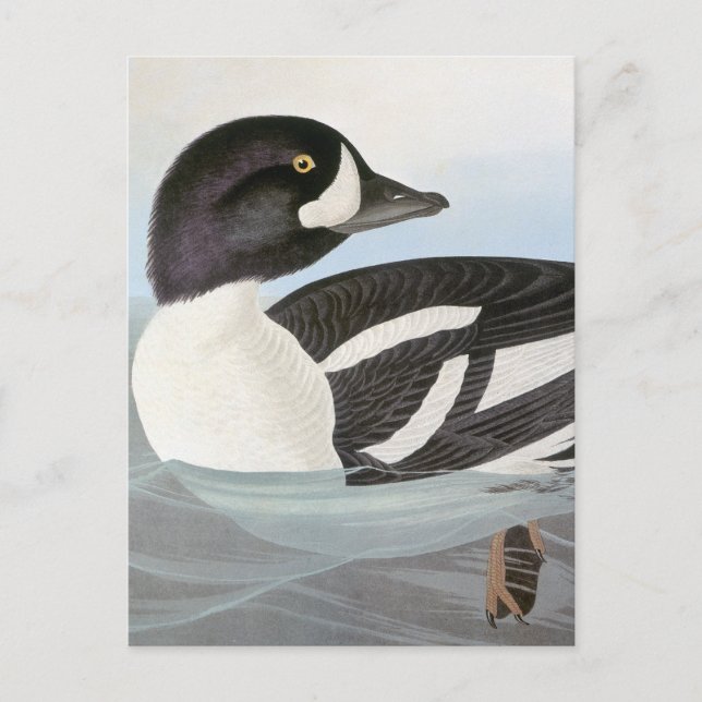 Cartão Postal Audubon: Goldeneye de Barrow (Frente)