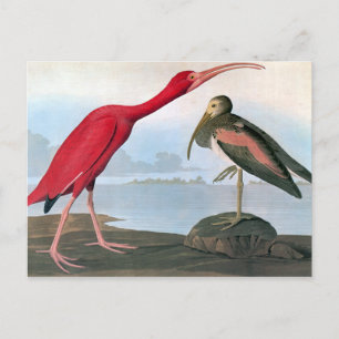 Cartão Postal Audubon: Ibis de escarlet