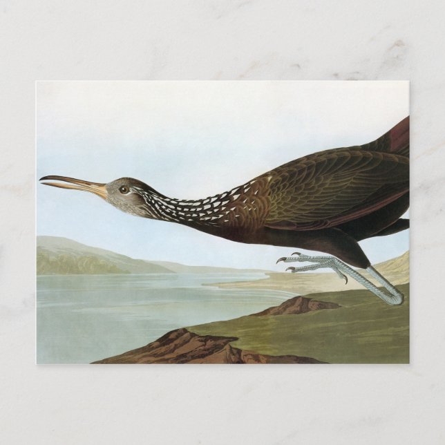 Cartão Postal Audubon: Limpkin (Frente)