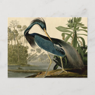 Cartão Postal Audubon Louisiana Heron