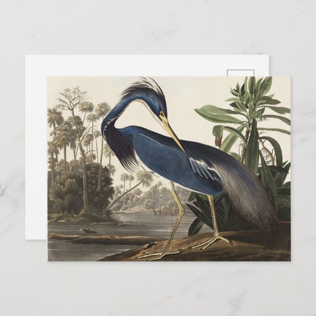Cartão Postal Audubon Louisiana Heron Birds da América Art Impre (Frente/Verso)