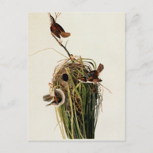 Cartão Postal Audubon Marsh Wren Bird Art