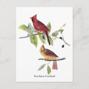 Cartão Postal Audubon Northern Cardinal
