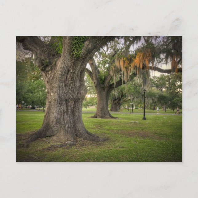 Cartão Postal Audubon Park Live Oaks (Frente)