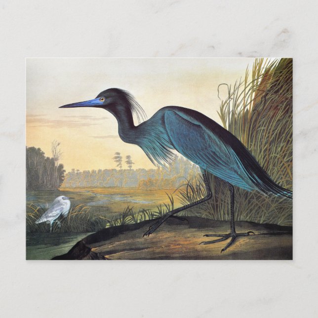 Cartão Postal Audubon: Pequeno Herão Azul (Frente)