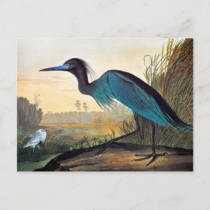 Cartão Postal Audubon: Pequeno Herão Azul