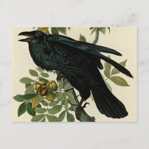 Cartão Postal Audubon Raven Bird Classic Trabalho de arte