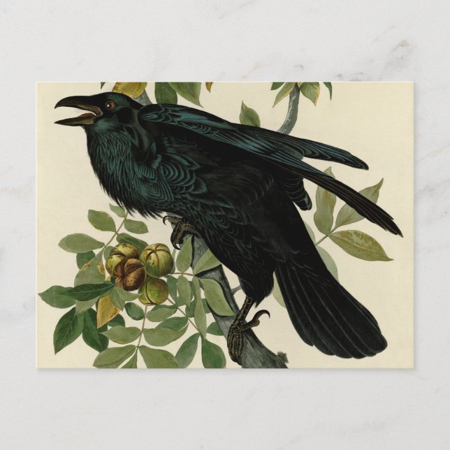 Cartão Postal Audubon Raven Bird Classic Trabalho de arte (Frente)
