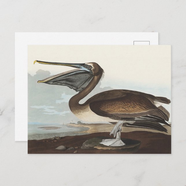 Cartão Postal Audubon Seaside Brown Pelican Watercolor Painting (Frente/Verso)