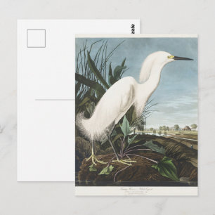 Cartão Postal Audubon Snowy Egret - Ilustração das aves da arte 