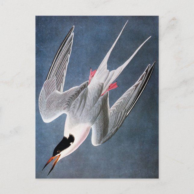 Cartão Postal Audubon: Tern de Roseate (Frente)