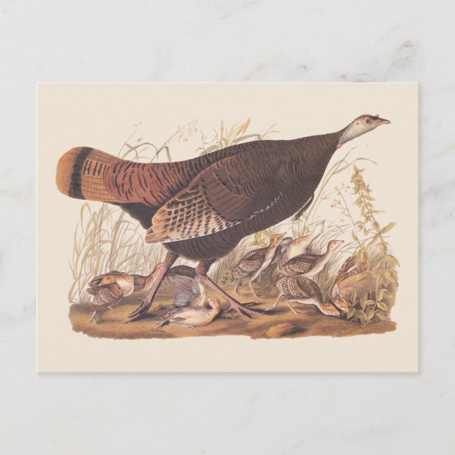 Cartão Postal Audubon Turkey Hen e Pintinhos no outono (Frente)