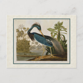 Cartão Postal Audubon Vintage Louisiana Blue Heron