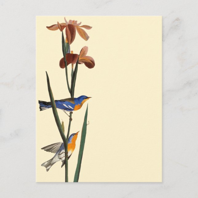 Cartão Postal Audubon: Warbler (Frente)