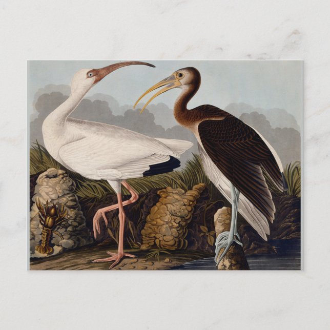 Cartão Postal Audubon White Ibis Bird Willife (Frente)