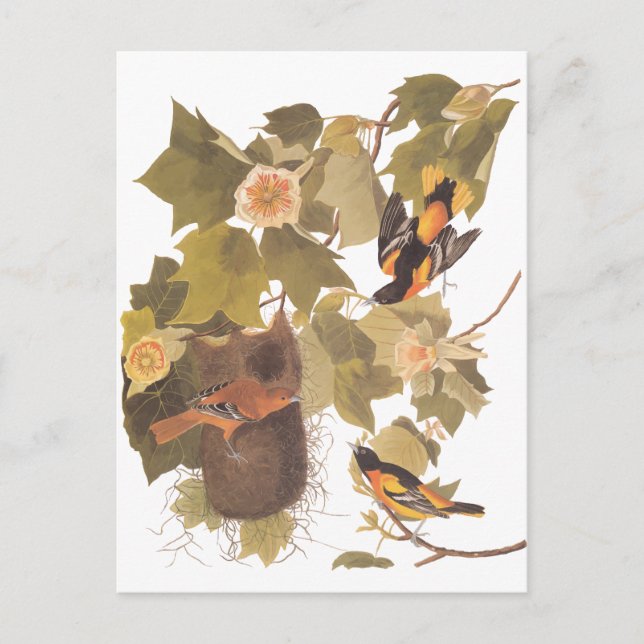 Cartão Postal Audubon's Baltimore Oriole Birds in Poplar Tree (Frente)