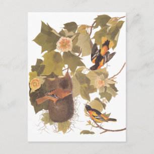 Cartão Postal Audubon's Baltimore Oriole Birds in Poplar Tree