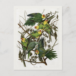 Cartão Postal Audubon's Carolina Parakeet