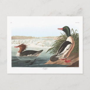 Cartão Postal Audubon's Goosander