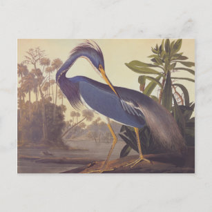 Cartão Postal Audubon's Louisiana Heron or Tricolored Heron