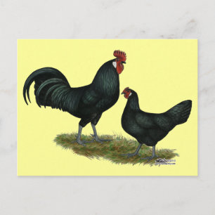 Cartão Postal Augsburger Chickens