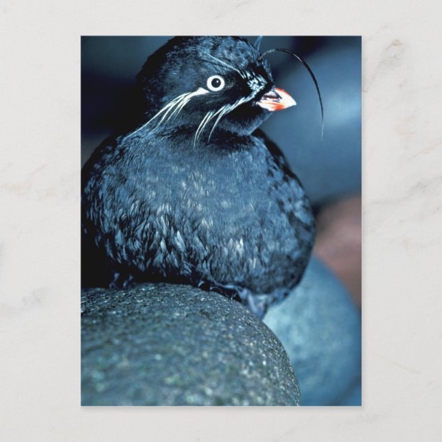 Cartão Postal Auklet Whiskered (Frente)