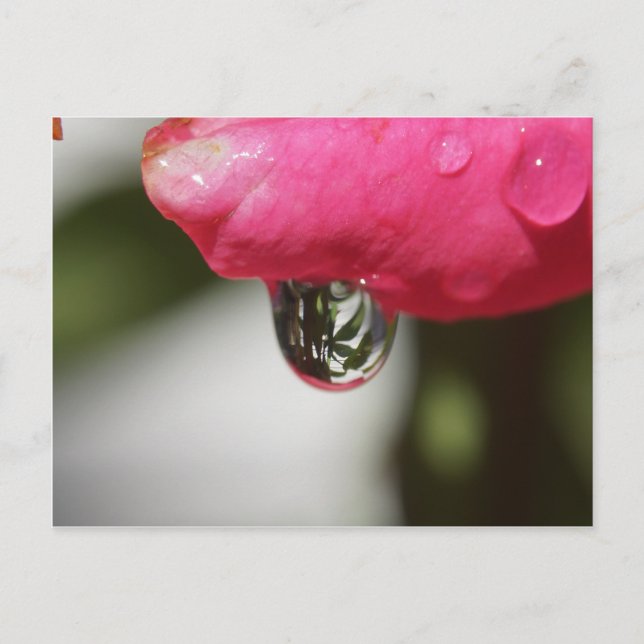 Cartão Postal Aumentou com uma vista (Frente)