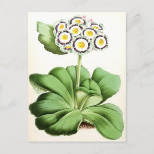Cartão Postal "Auricula John Waterston" Flor Vintage