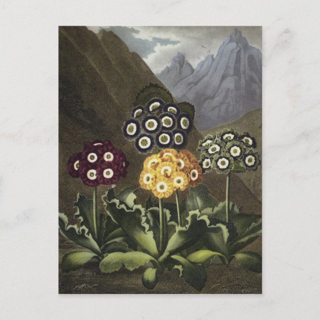 Cartão Postal Auriculas de John Robert Thornton (Frente)