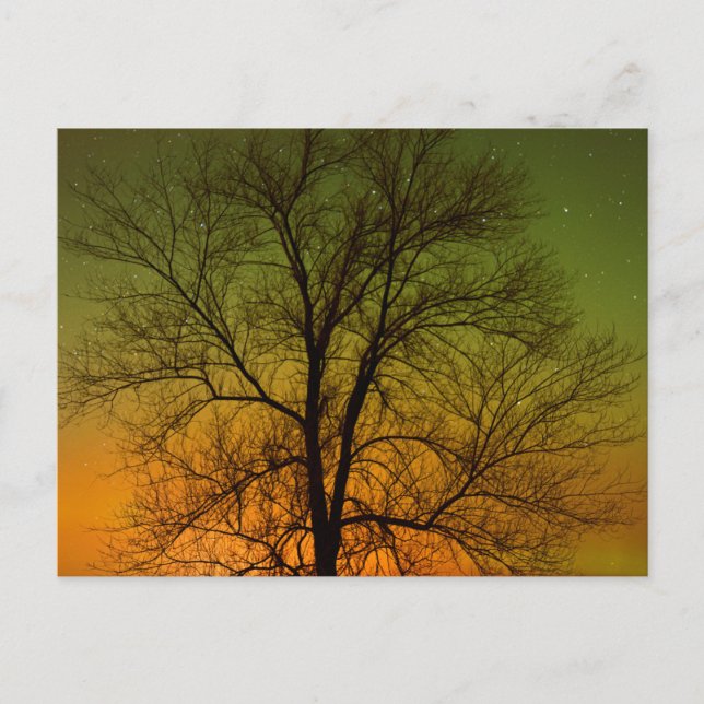 Cartão Postal Aurora Boreal & Árvore de Algodão (Frente)