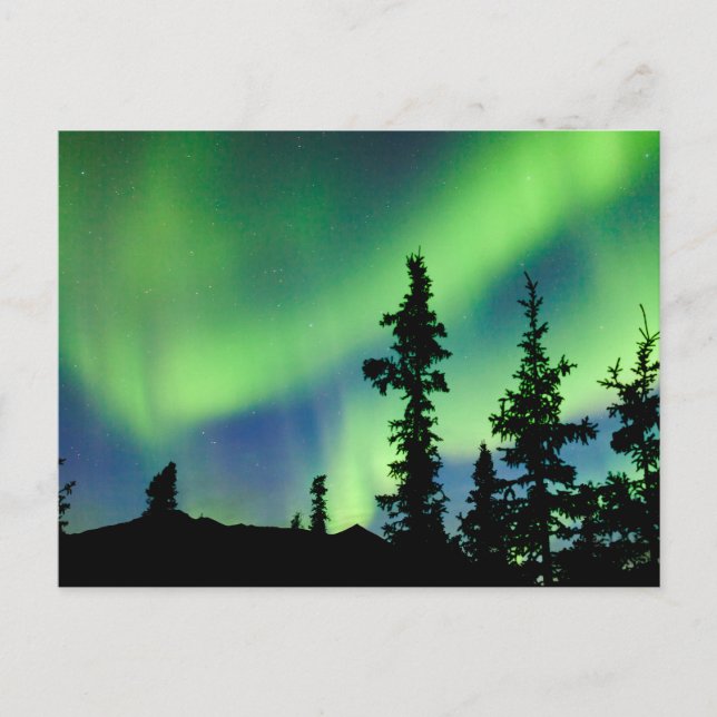 Cartão Postal Aurora boreal intensa sobre a taiga de abetos pret (Frente)